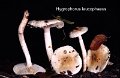 Hygrophorus leucophaeus-amf2029-1